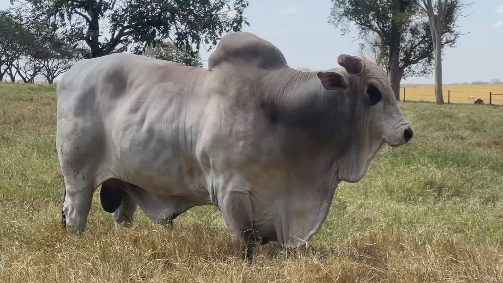Pecuaristas do interior de SP apostam na inseminação artificial para aumentar produção