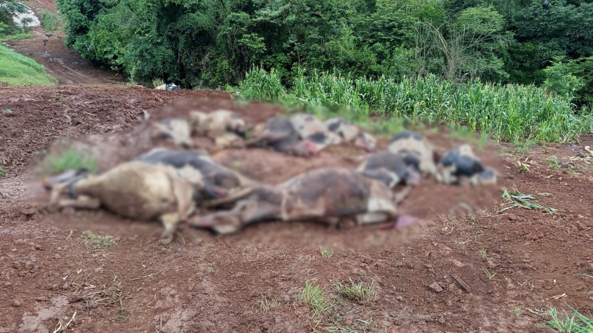Família do RS perde 48 vacas leiteiras em três dias e prejuízo chega a R$ 600 mil; suspeita é de intoxicação