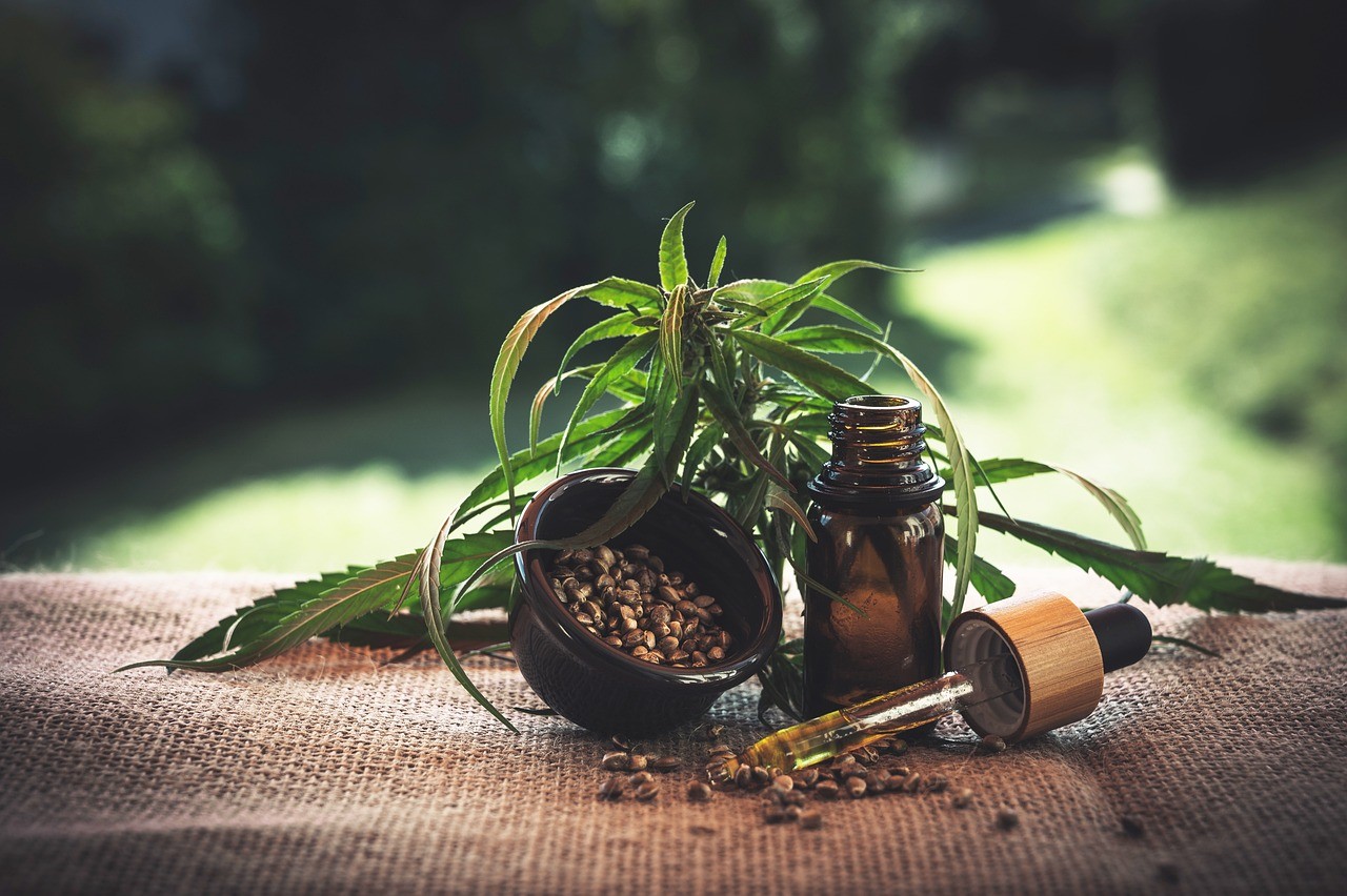Com ambiente experimental para associações, Anvisa define como vai funcionar o cultivo de cannabis no Brasil