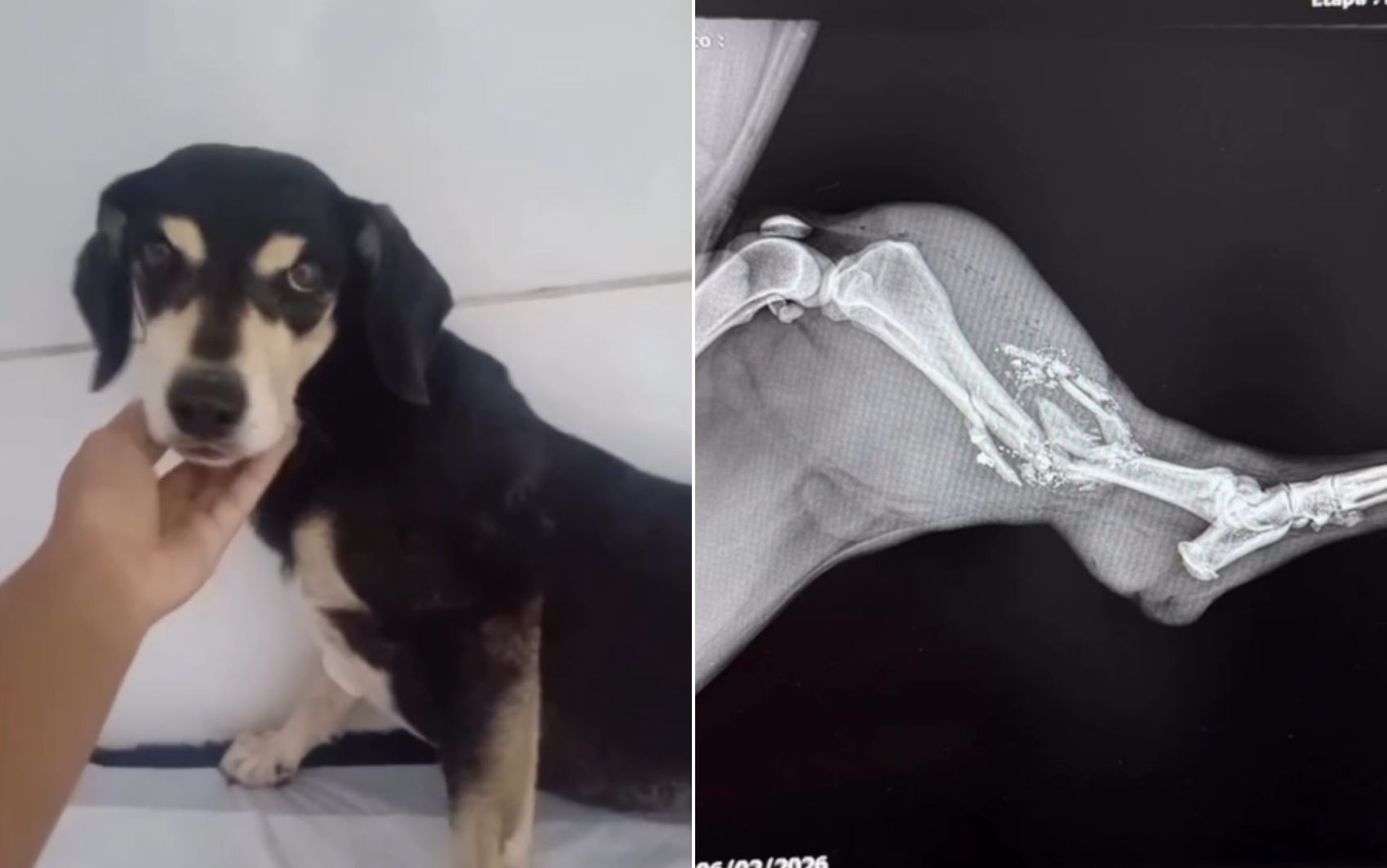 Cão resgatado da rua é baleado dentro de condomínio, diz tutora