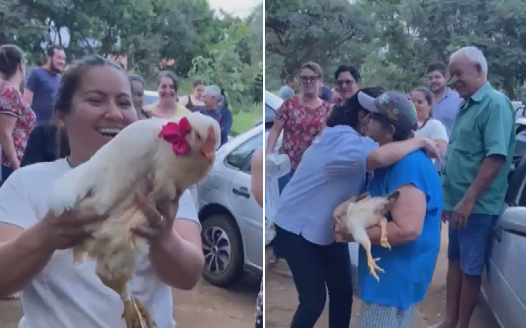 Amigos fazem 'chá de galinha' para lavradora que teve galinheiro atacado por cachorros