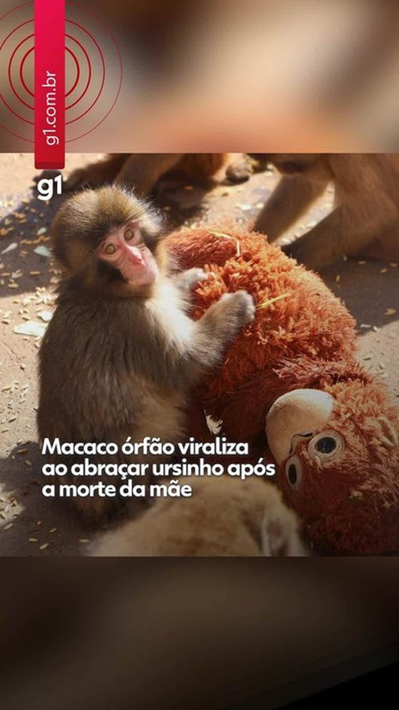 VÍDEO: macaco órfão viraliza ao abraçar pelúcia após morte da mãe e ser rejeitado em zoo