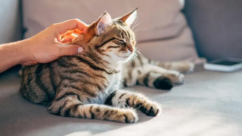 Como gatos podem fornecer chave para cura do câncer em humanos