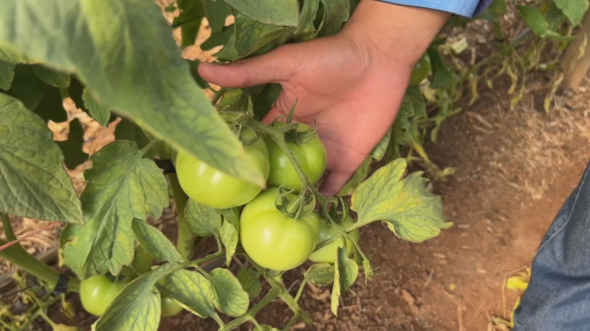 Produtores colhem a safra do tomate