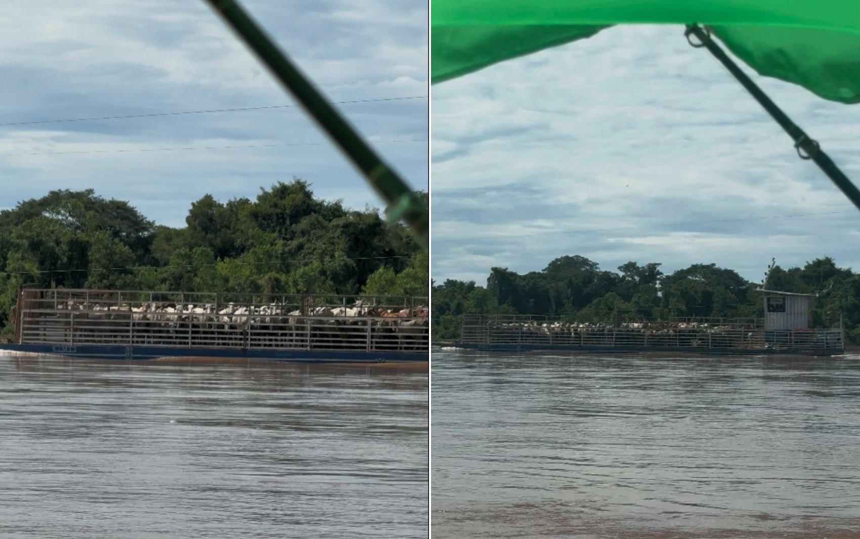 Balsa transportando dezenas de bois impressiona pescadores no Rio Araguaia