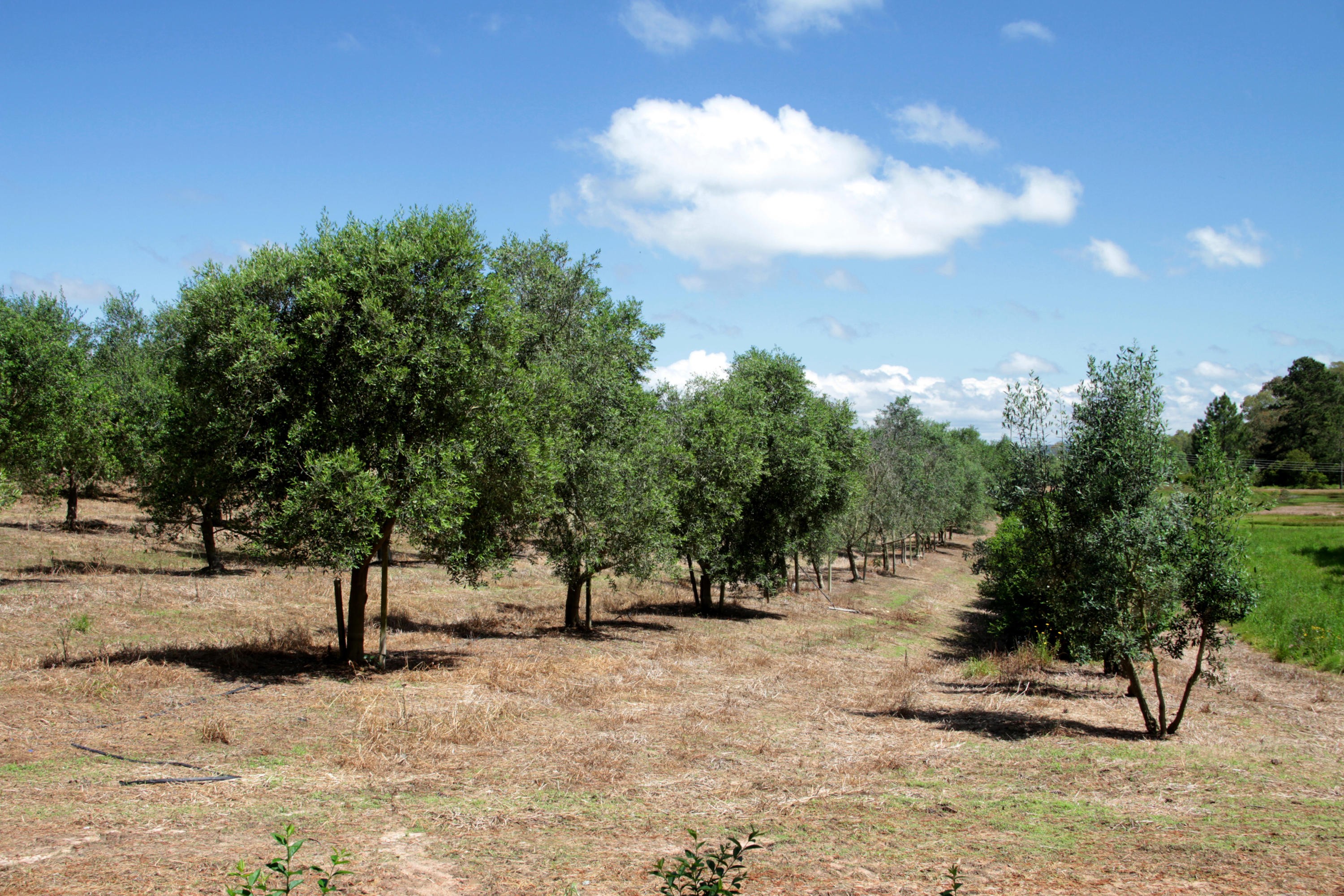 Veja dicas sobre o plantio de oliveiras