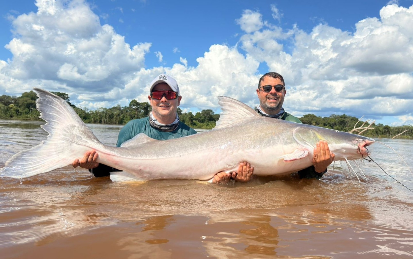 Maior peixe de água doce de couro do Brasil e que pode pesar mais de 200 kg: conheça espécie que não pode ser consumida em Goiás