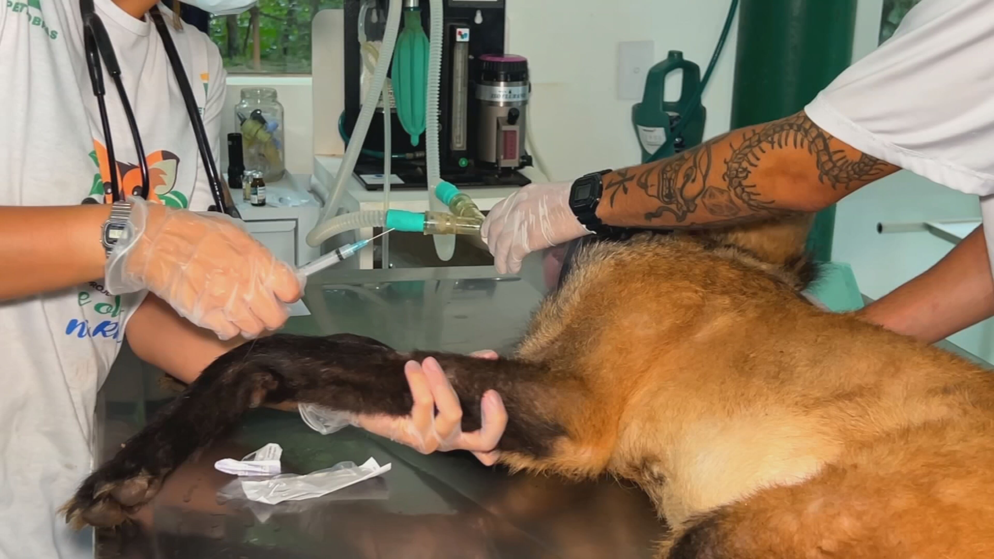 Casos de sarna em animais silvestres crescem 700% nos últimos oito anos no interior de SP