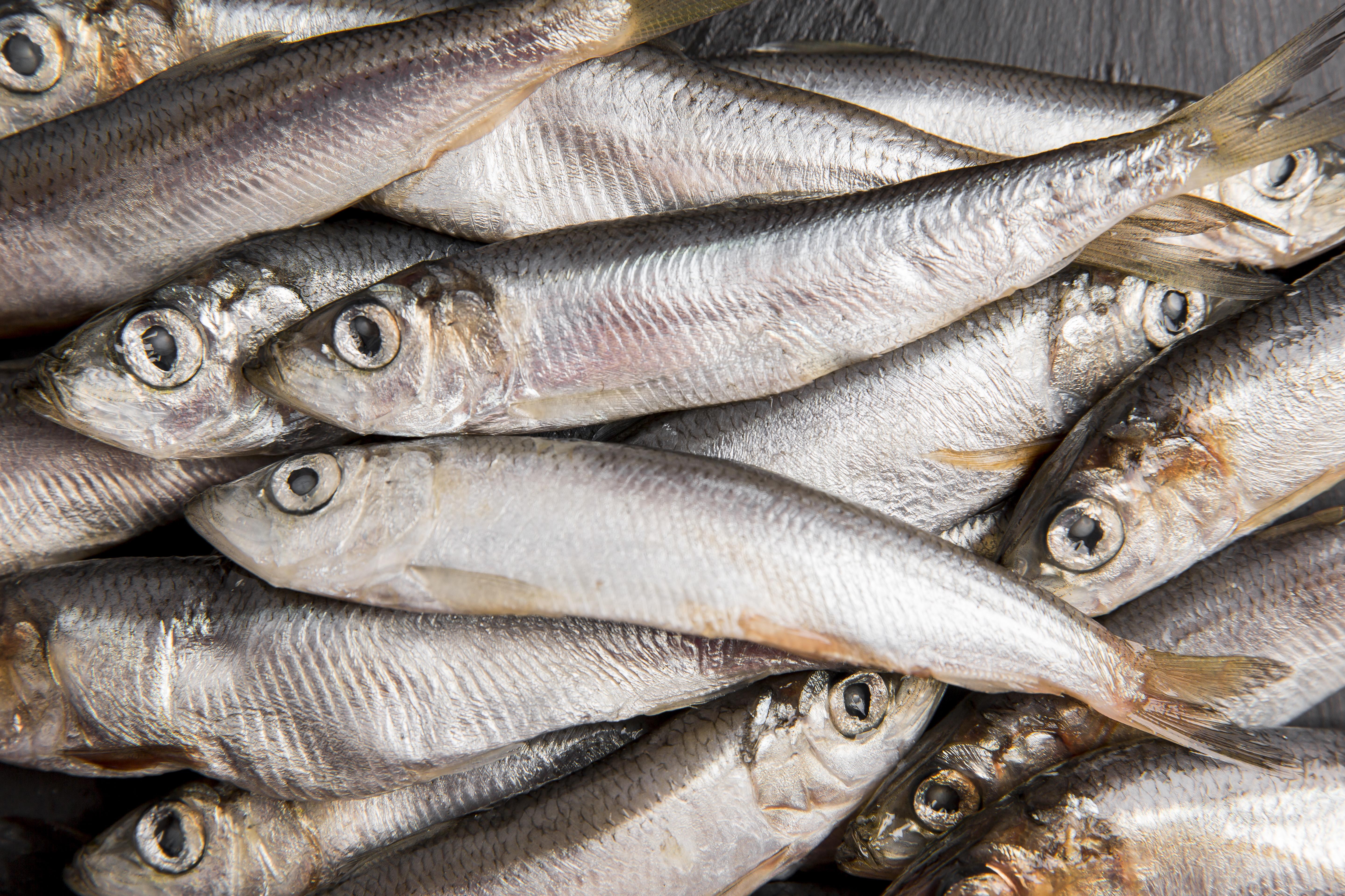 Anvisa manda recolher sardinha congelada por contaminação por Salmonella; veja lote afetado