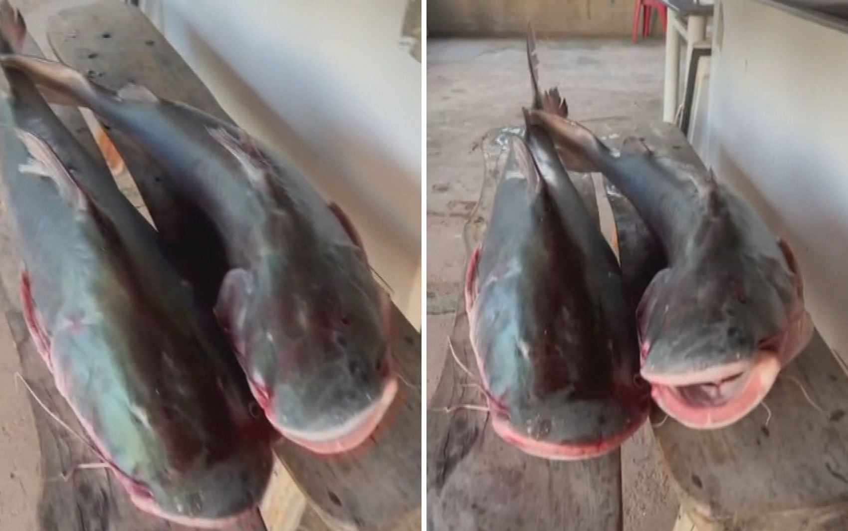 Peixes gigantes que não podem ser consumidos: homem que guardava duas piraíbas em freezer é solto após pagar fiança de R$ 1 mil