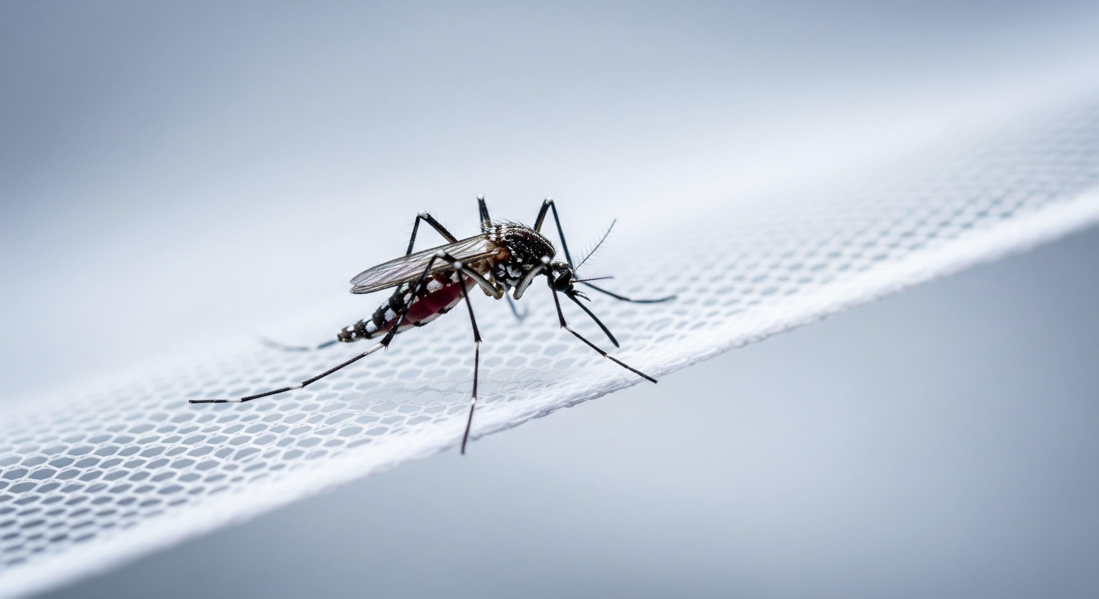 Mosquitos podem aprender a associar cheiro de repelente à alimentação em laboratório, mostra estudo