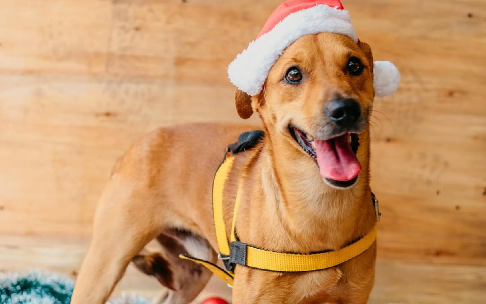 Após participar de quatro feiras de adoção, cachorro segue sem lar, e história emociona: ‘Entendeu que é invisível’