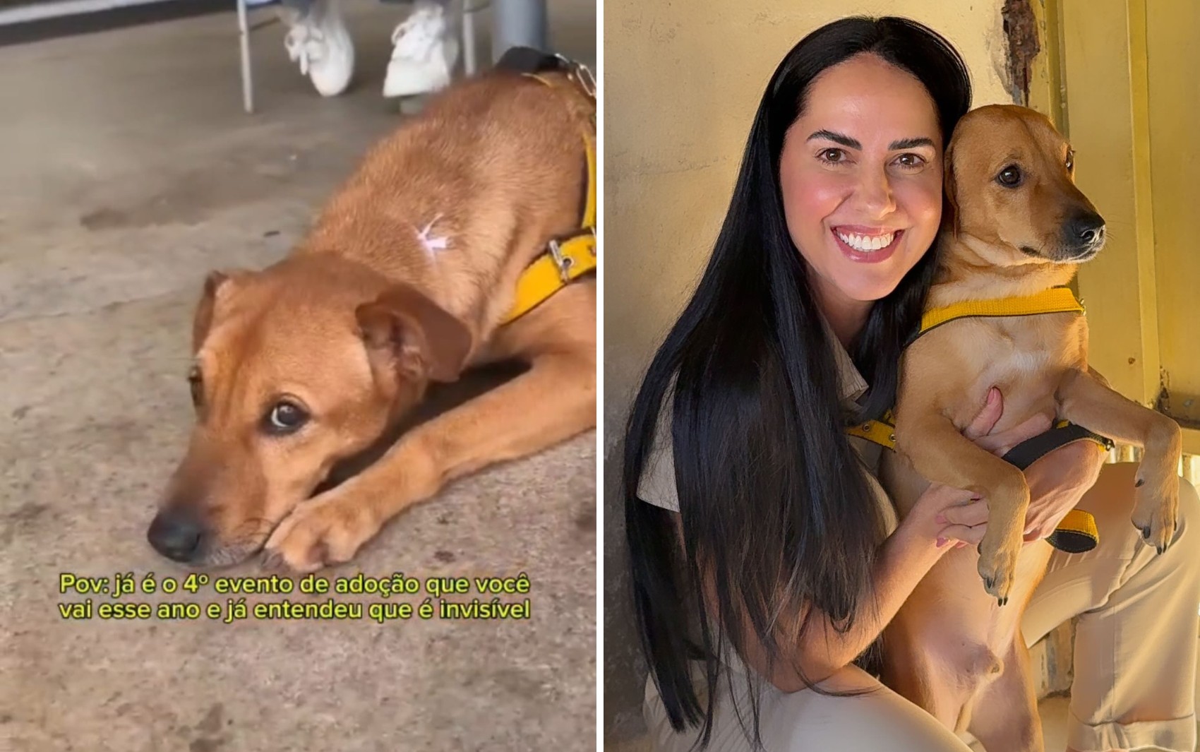 Após se comover com história de cão rejeitado em feiras de adoção, Graciele Lacerda o busca em abrigo; vídeo