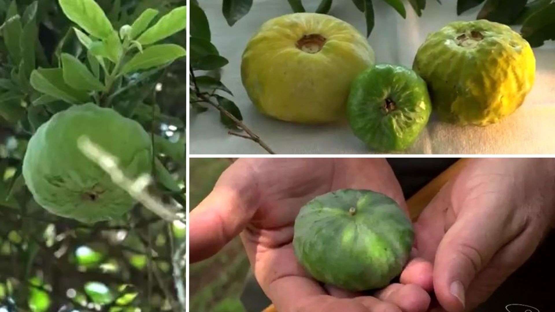 Gabiroba gigante: conheça fruta rara da Mata Atlântica que é rica em vitamina C e ajuda na saúde intestinal