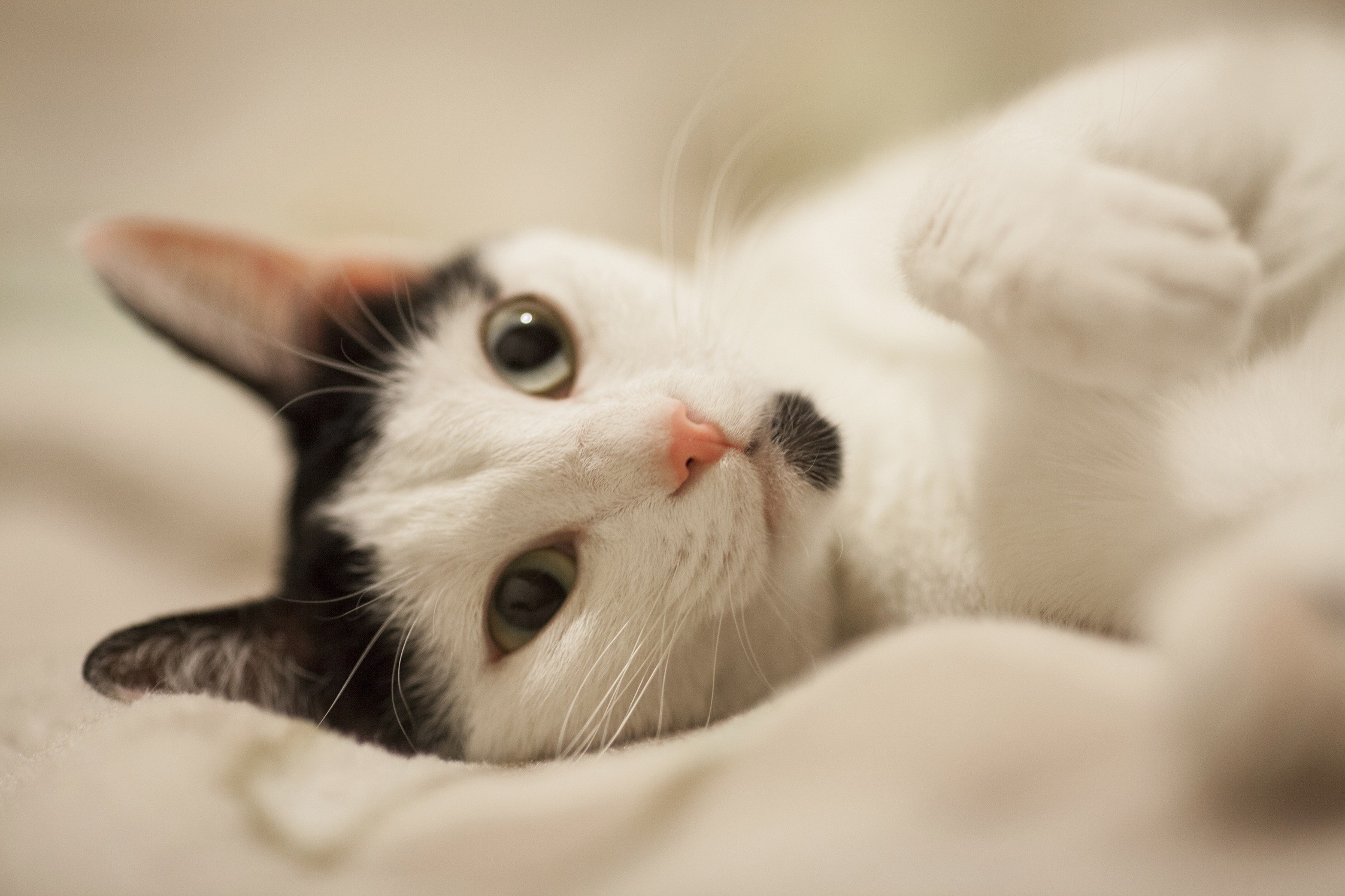 Se você está se sentindo estressado, talvez seja melhor não acariciar seu gato, sugere estudo